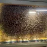 Abeilles à l'école